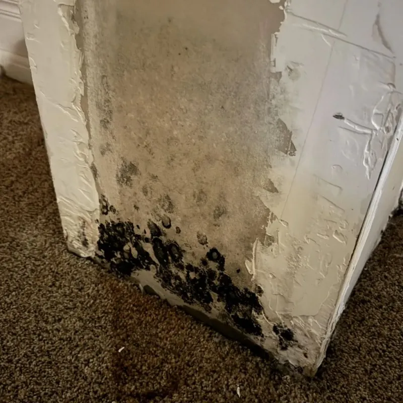 Professional Mold Removal in Trenton, ME